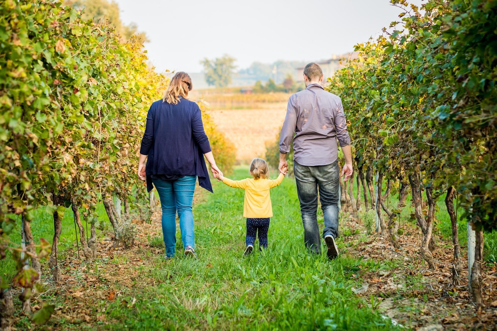 vue arrière d'une famille marchant dans un champ de vignes